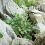 Paeonia daurica
