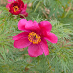 Paeonia bergiana hort. Miku
