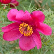 Paeonia bergiana hort. Miku - Pilt 2