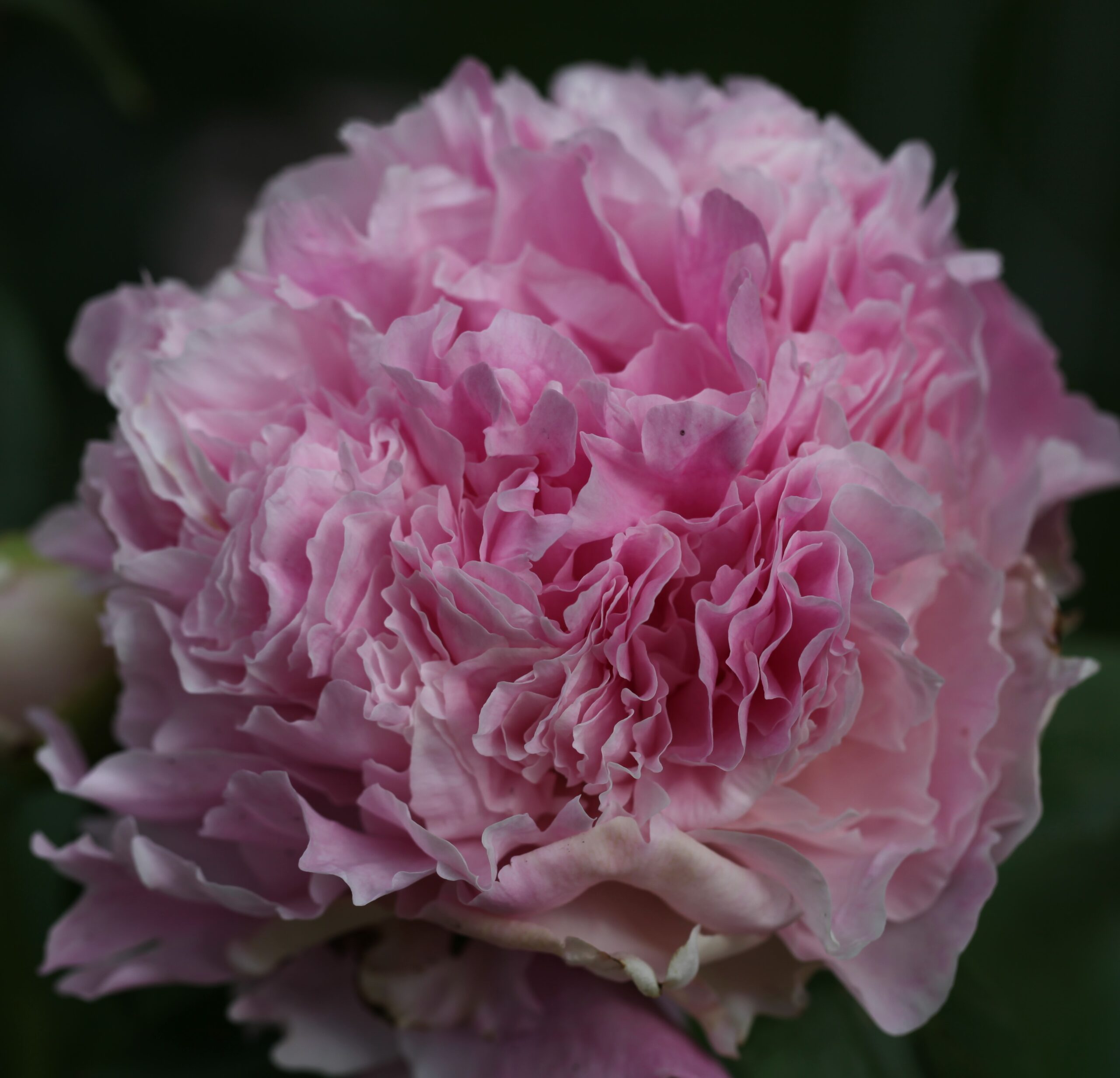 46-Pink-Parfait Pink Parfait - Pilt 1