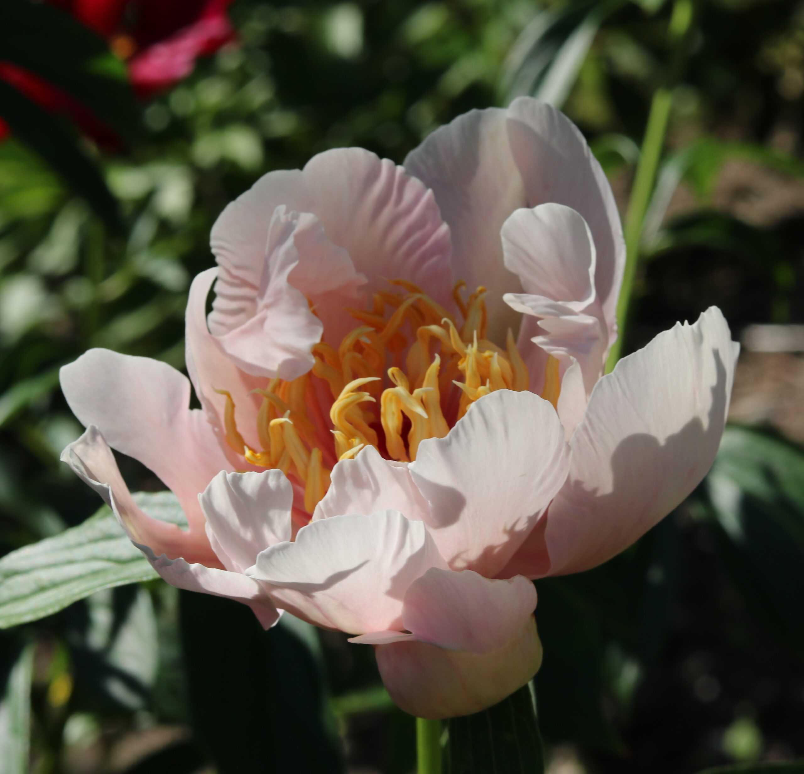 Ada-pildi-autor-Riitta7 Ada - Pilt 1