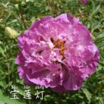 Bao lian Deng