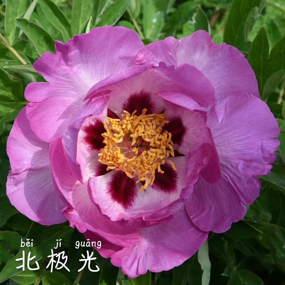 Bei-Ji-Guang Bei Ji Guang - Pilt 1