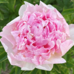 Bella Rosa
