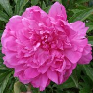 Blue Rose