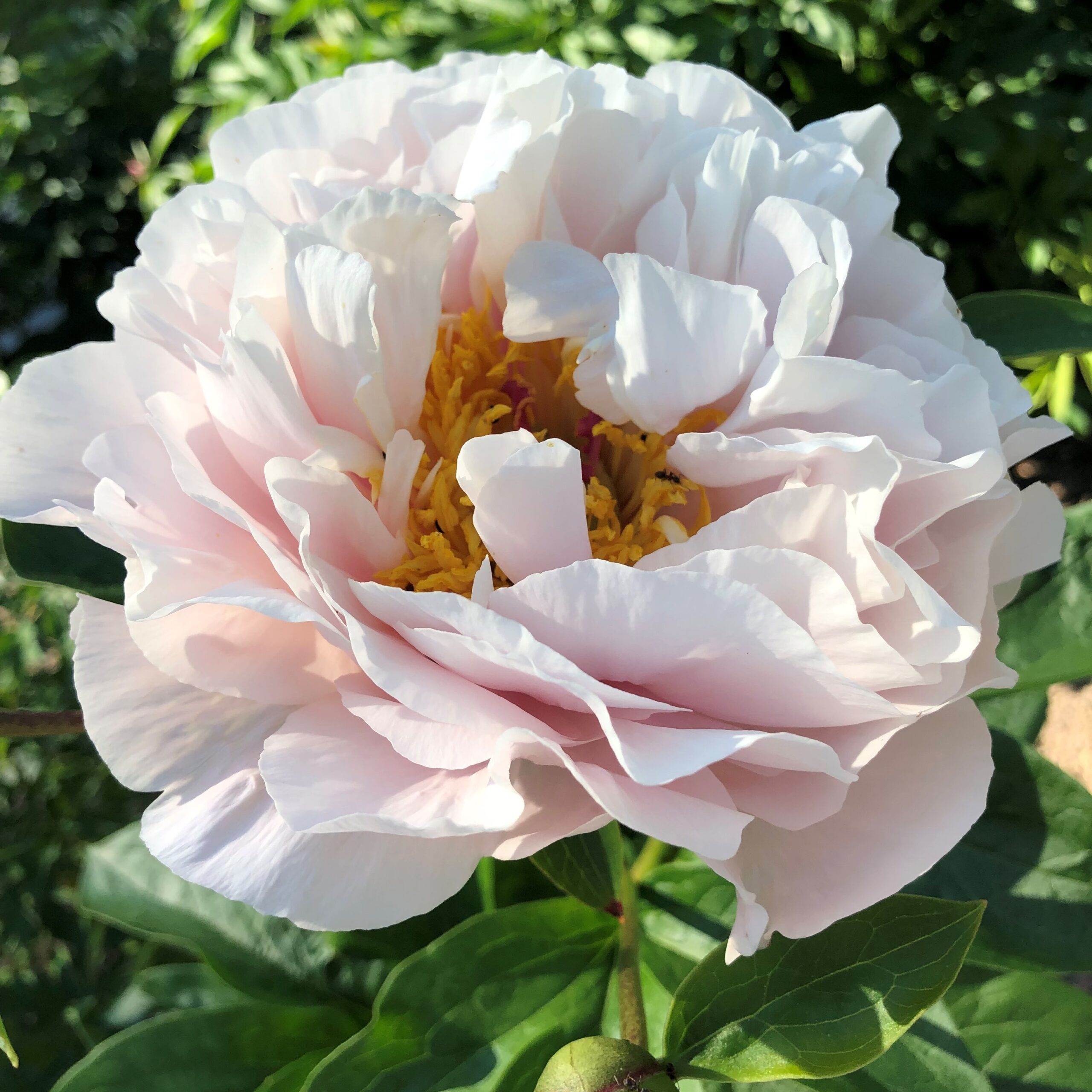 Blushing-Princess9 Blushing Princess - Pilt 1