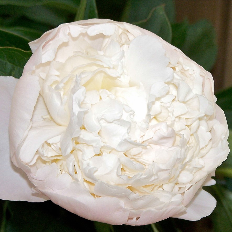 Peony Bridal Gown Bridal Gown - Pilt 1