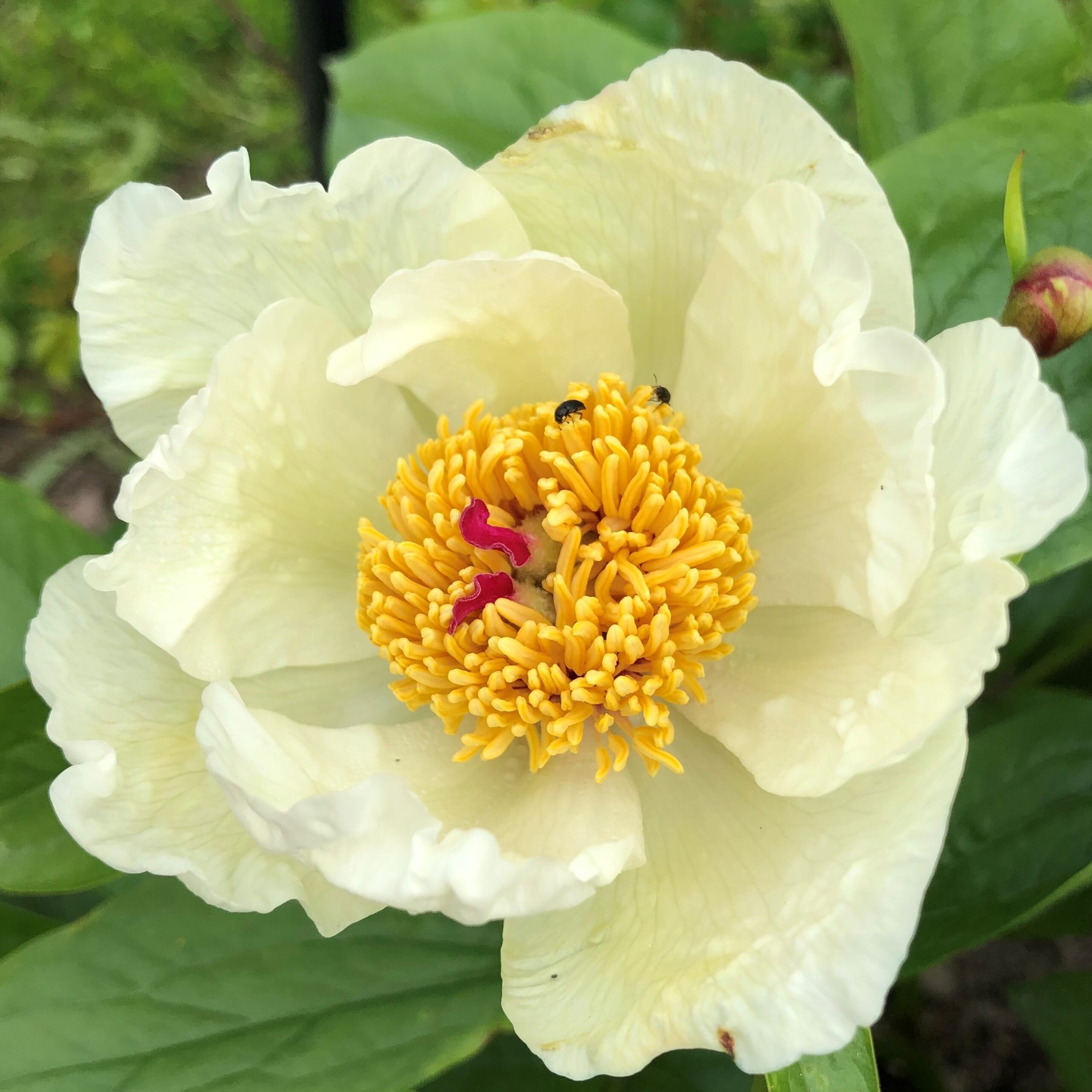 Camelia-riitta7 Camelia - Pilt 1