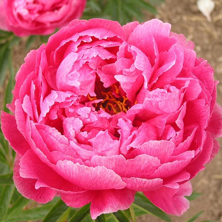 OLYMPUS DIGITAL CAMERA Charismatic - Pilt 1