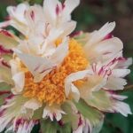 Crazy Daisy
