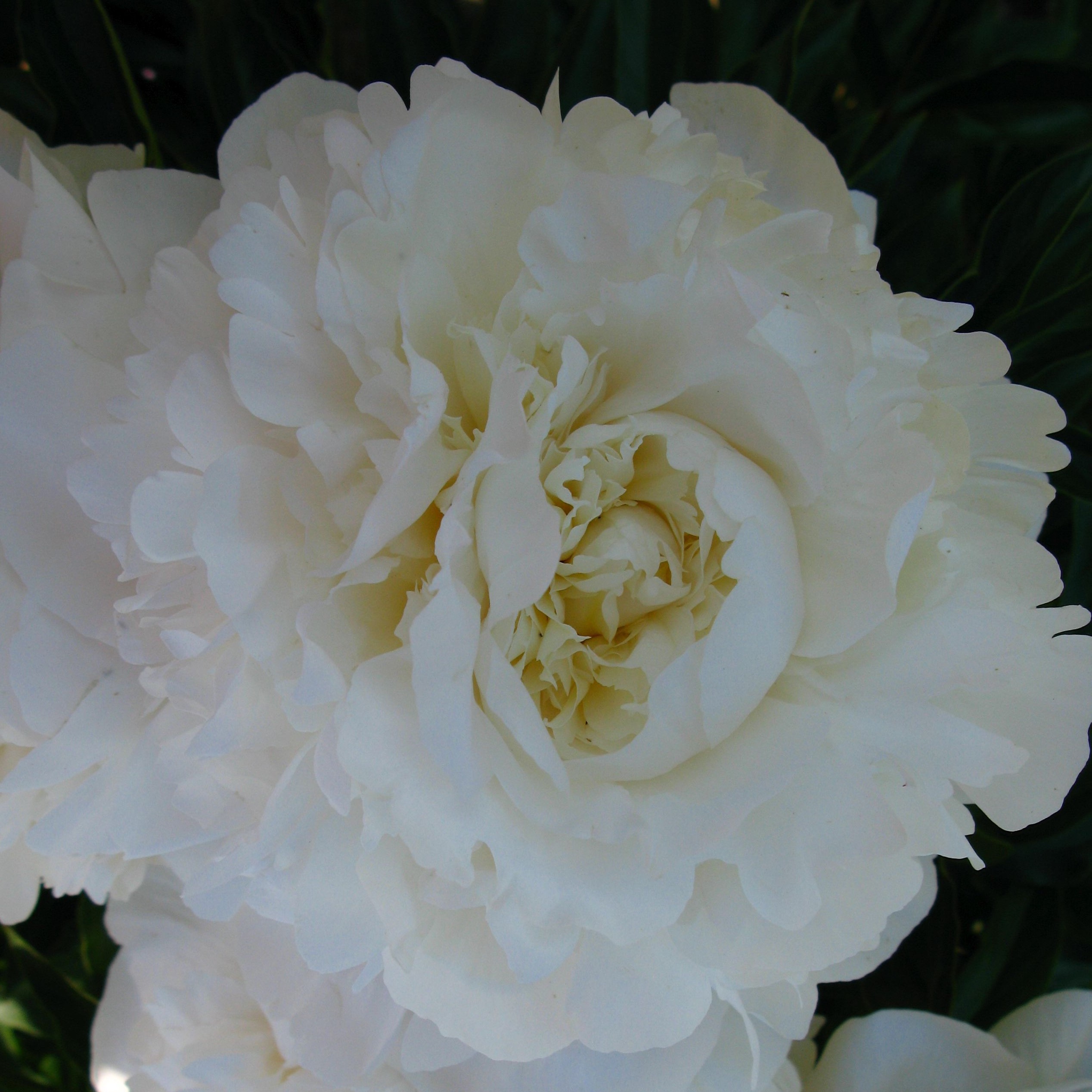 Excelse Excelsa - Pilt 1
