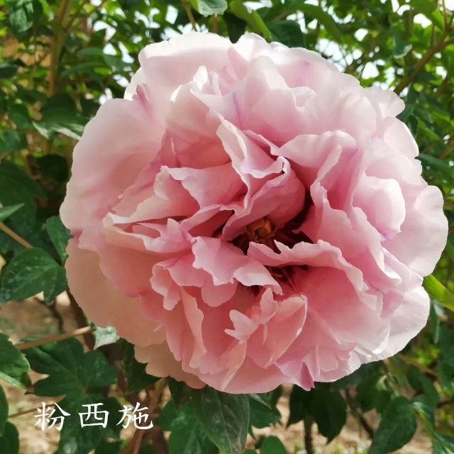 Fen-Xi-Shi Fen Xi Shi - Pilt 1