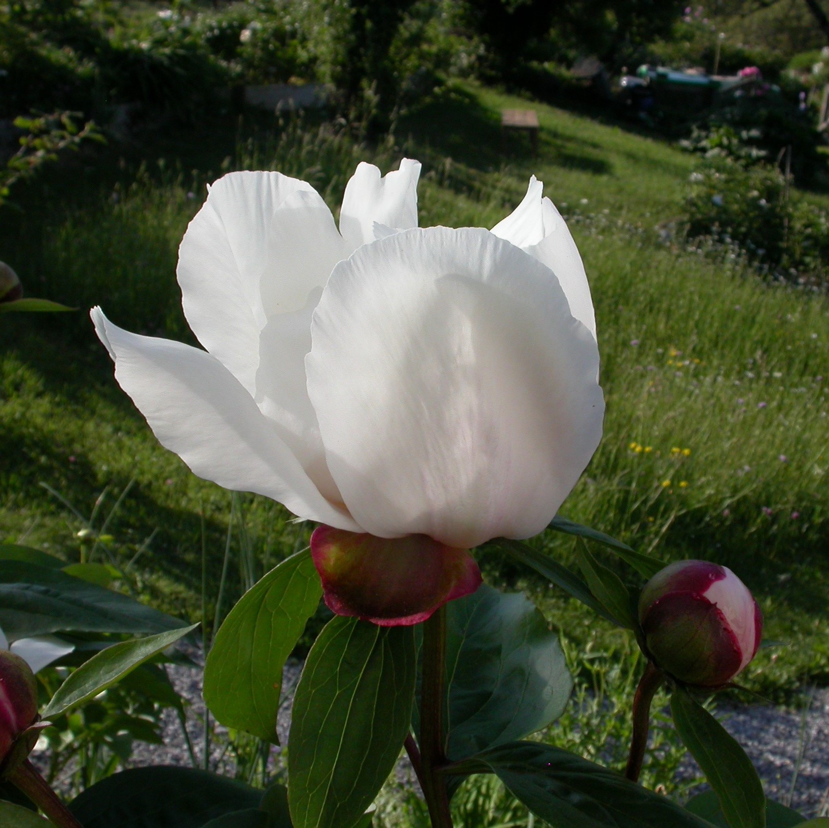 Garden-Peace-DSCN7615 Garden Peace - Pilt 1