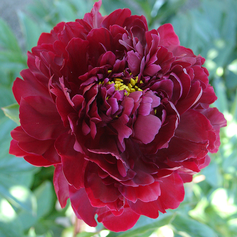 Hei-Hai-Bo-Tao-15 Red Magic / Hei Hai Bo Tao - Pilt 1