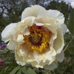 Helene Martin