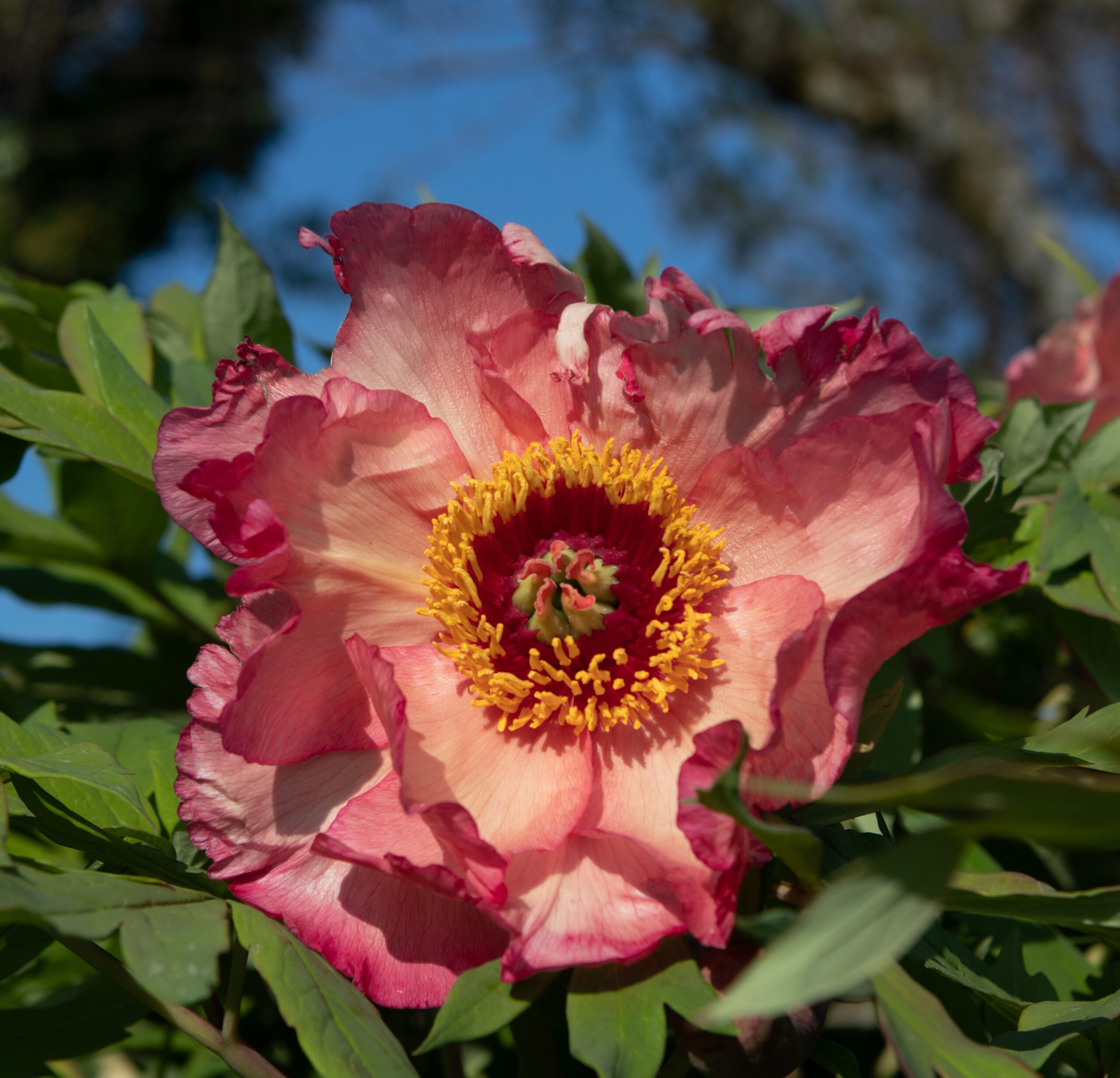 Hesperus_1-Foto-Walter-Good-Shveits Hesperus - Pilt 1