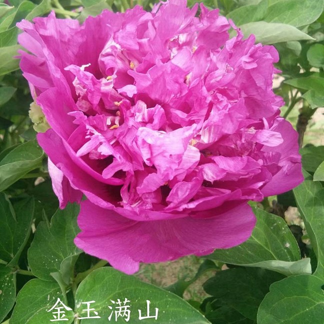Jin-Yu-Man-Shan Yin Yu Man Shan - Pilt 1