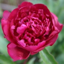 June-Brilliant_250x250 June Brilliant - Pilt 1