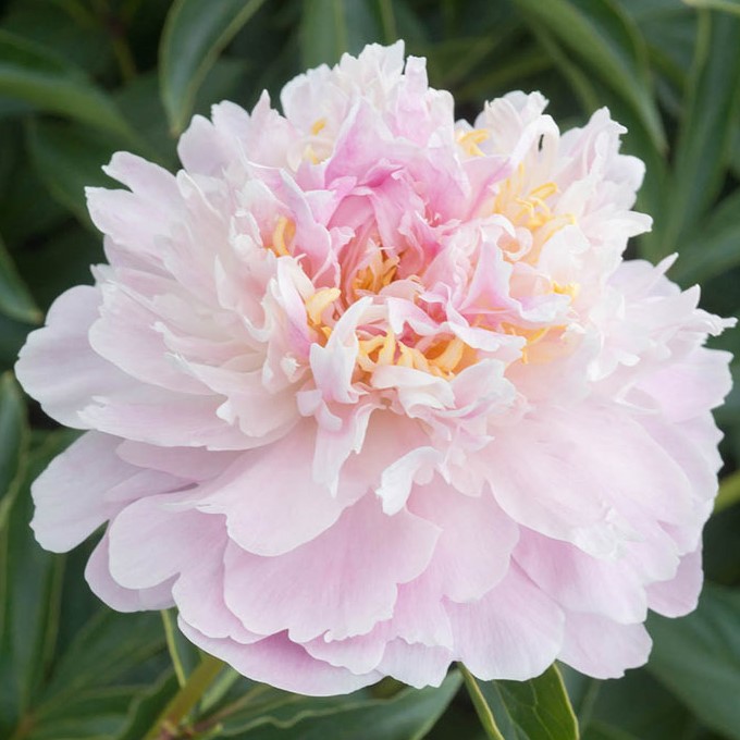 Paeonia La Donna La Donna - Pilt 1