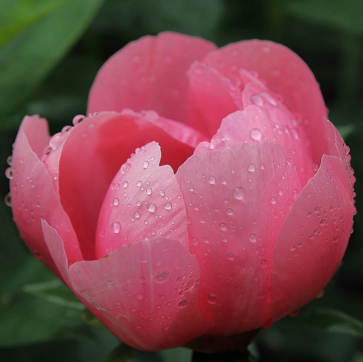 Lovely-Rose-MB Lovely Rose - Pilt 1
