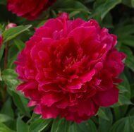 Madame Bucquet