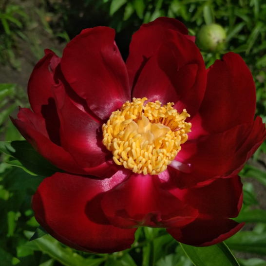 Mahagony Mahogany - Pilt 1
