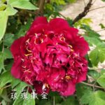 Mei Gui Sa Jin