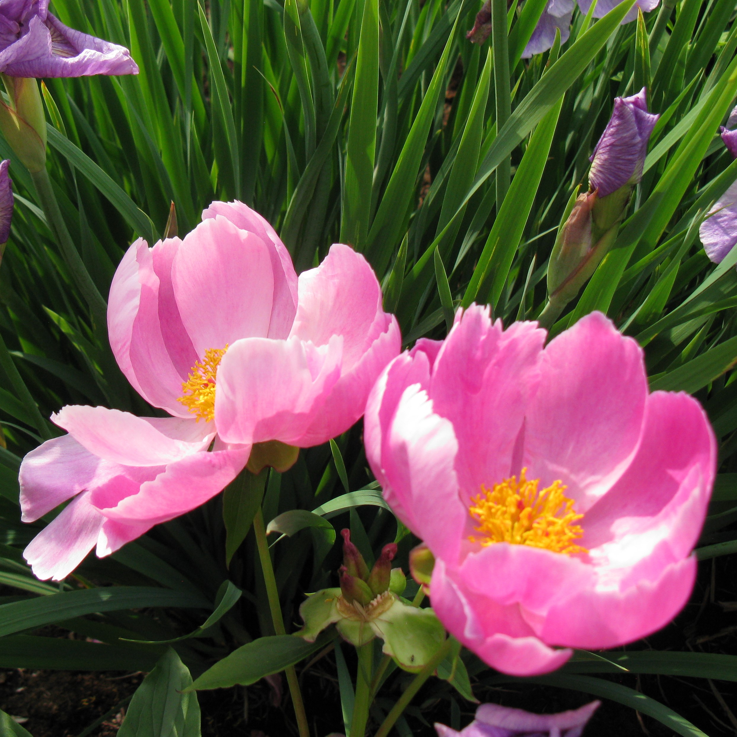 Paeonia 'Jonas', Iris sibirica 'Rigamarole' Ona - Pilt 1
