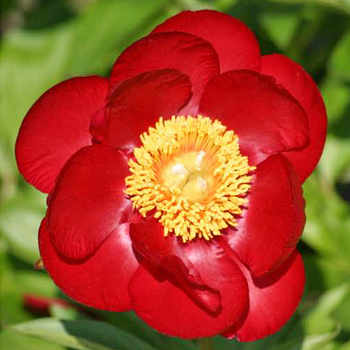 Orange-Glory-APS-Peony-Orange-Glory Orange Glory - Pilt 1