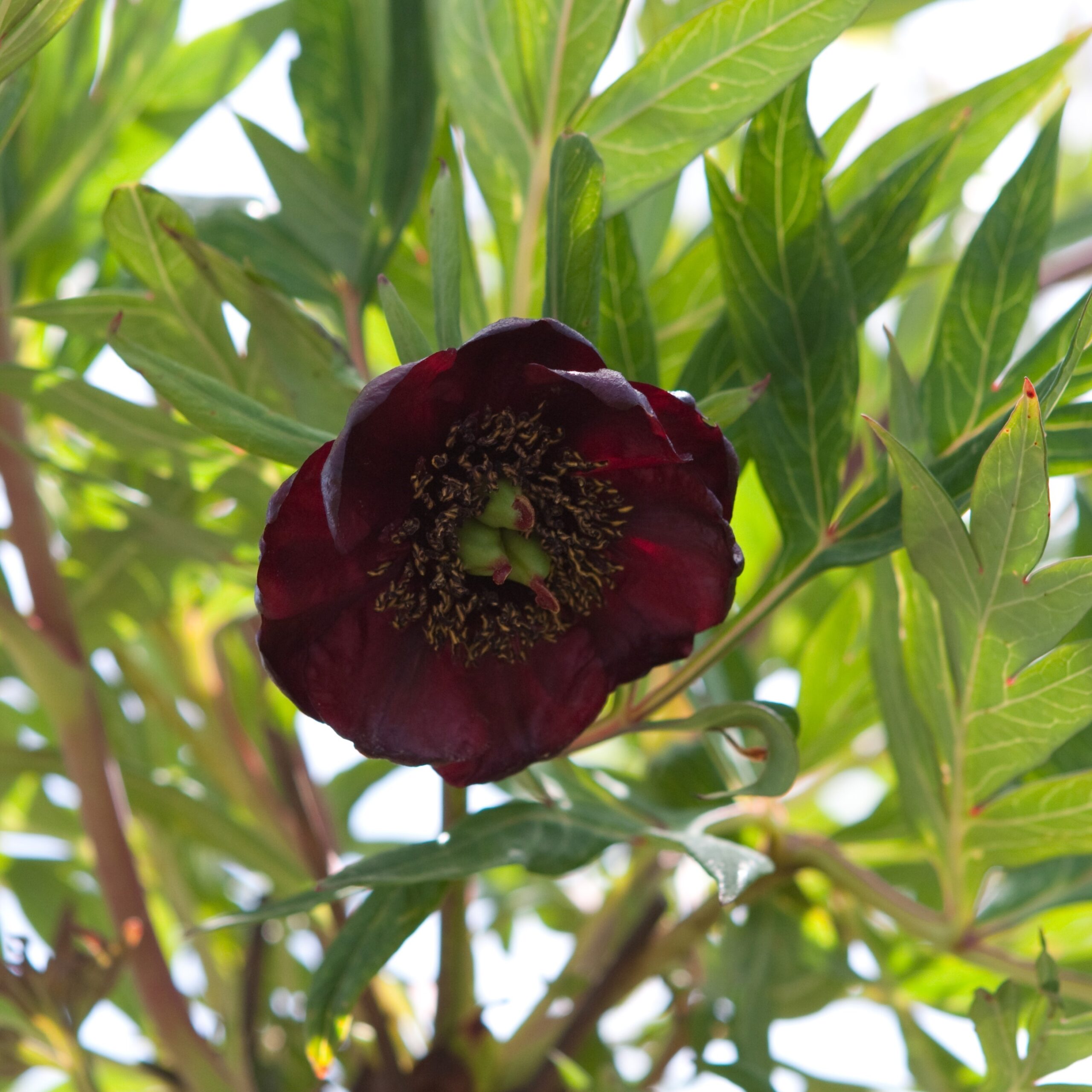 P.-delavaii-dunkel-IMG_2810 Paeonia delavayi (mustjas) - Pilt 1