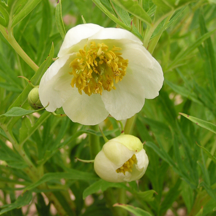 OLYMPUS DIGITAL CAMERA Paeonia delavayi f. potanini Alba - Pilt 1