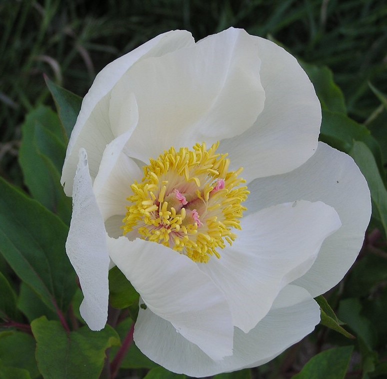 OLYMPUS DIGITAL CAMERA Paeonia mascula ssp. hellenica - Pilt 1
