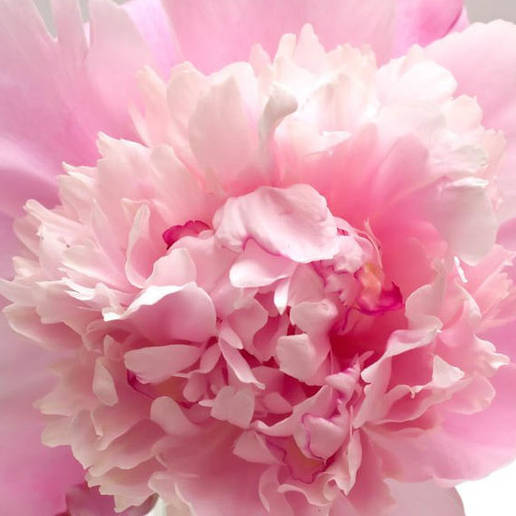 Paeonia-Sorbet9 Eden's Perfume - Pilt 1