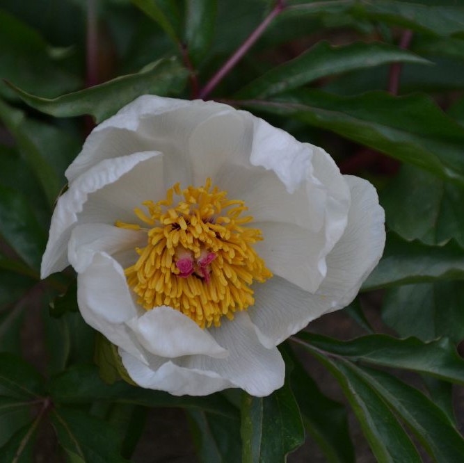 Paeonia-clusii Paeonia clusii - Pilt 1