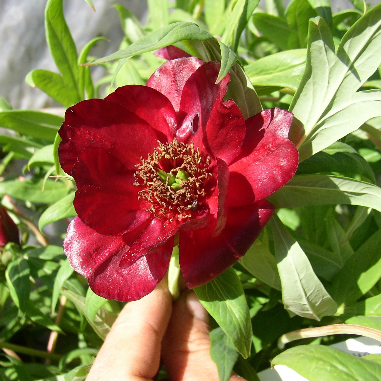 Paeonia-delavayi-punane Paeonia delavayi (punane) - Pilt 1