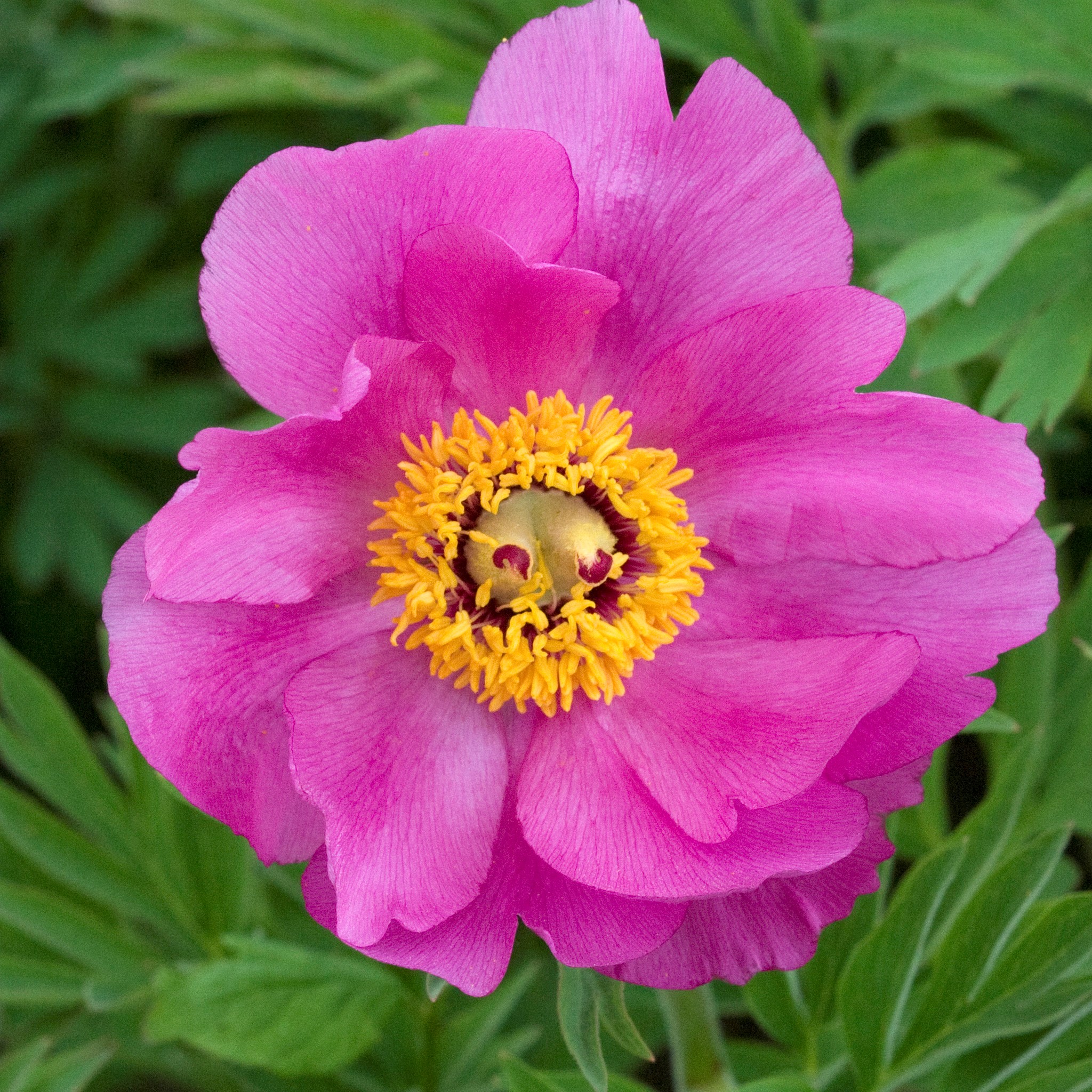 Paeonia-hulilis-var.-vilosa Paeonia humilis villosa - Pilt 1