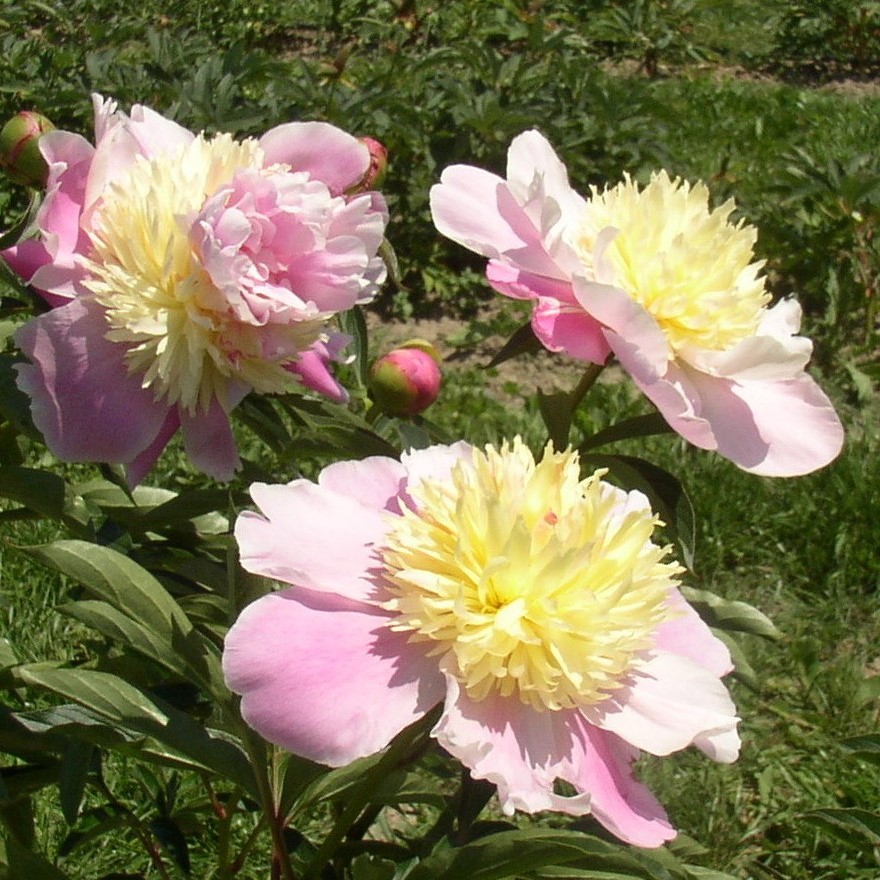 Pink-Champagne Pink Champagne - Pilt 1