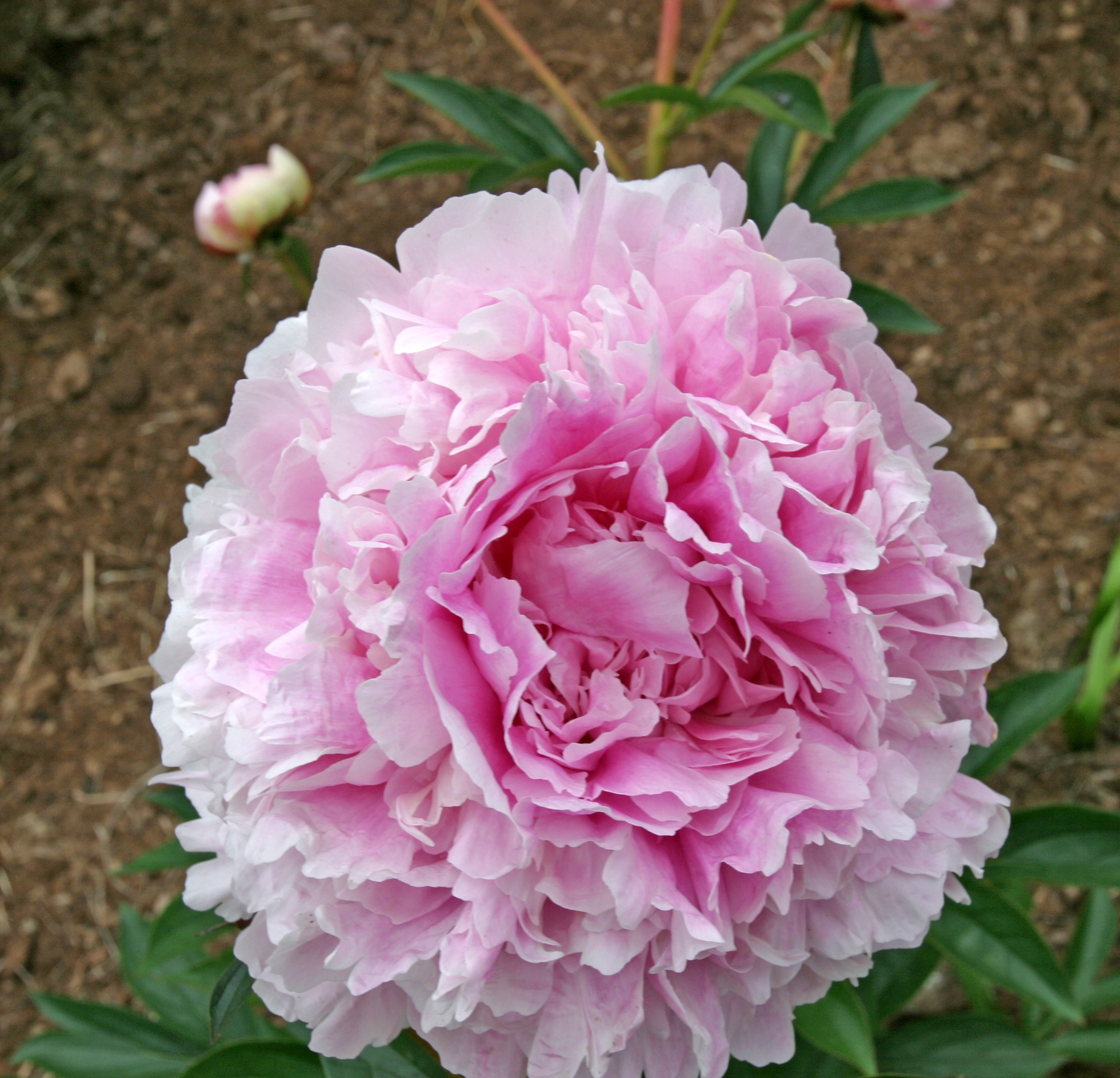 Pink-Glow Pink Glow - Pilt 1