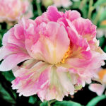 Pink Tuttifrutti