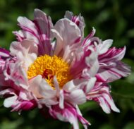 Raspberry Rumba