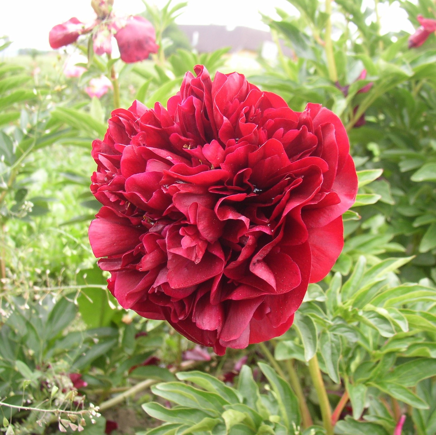 Red-Ensign Red Ensign - Pilt 1