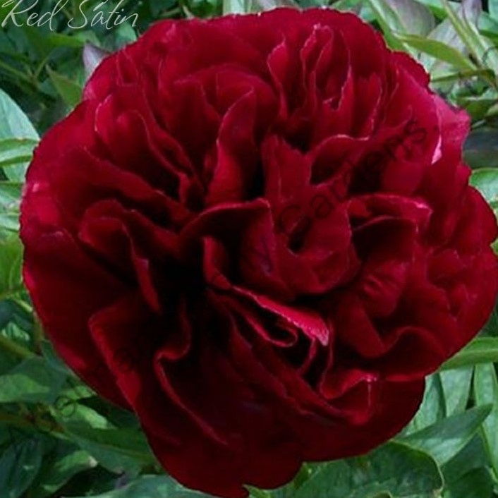 Red-Satin-1 Red Satin - Pilt 1