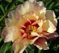 Royal Blush