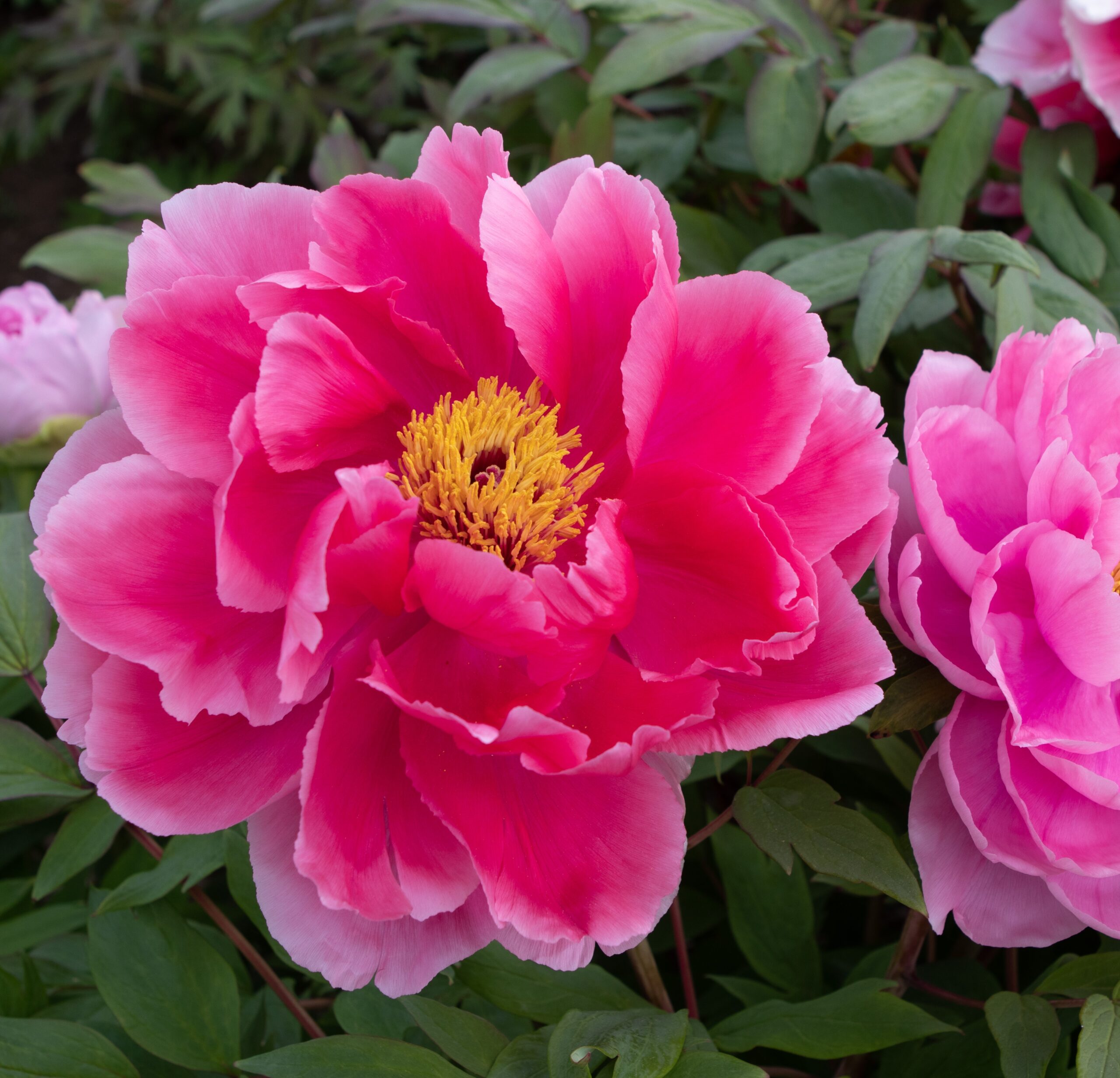 Shishifukuin_2 Shintenchi - Pilt 1