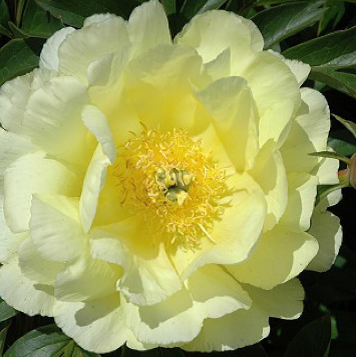 Smith-Family-Yellow Smith Family Yellow - Pilt 1