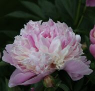 Eden's Perfume - Pilt 4
