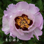 Su Sha Chan Yi