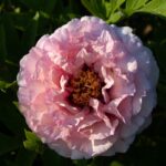 Waucedah Princess