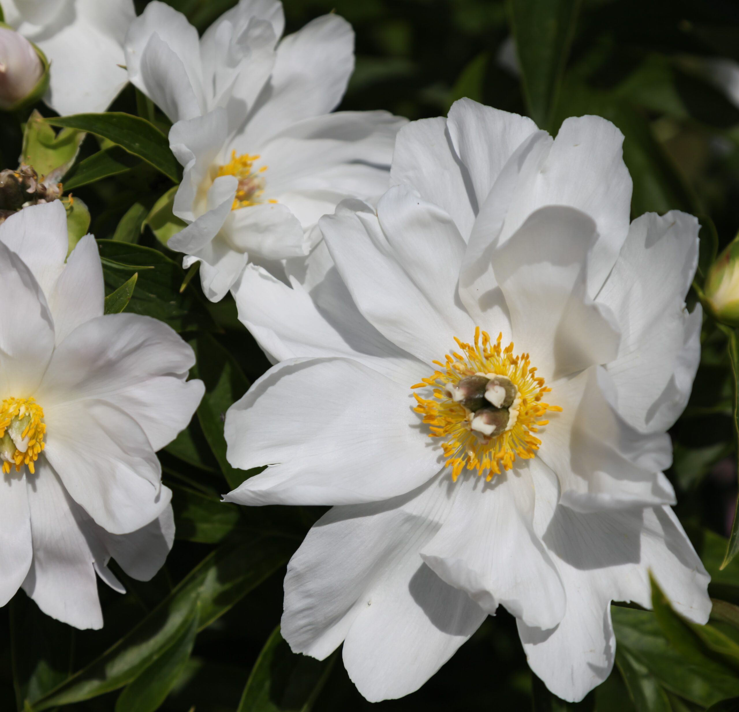 White-Innosence-sirpa White Innocence - Pilt 1