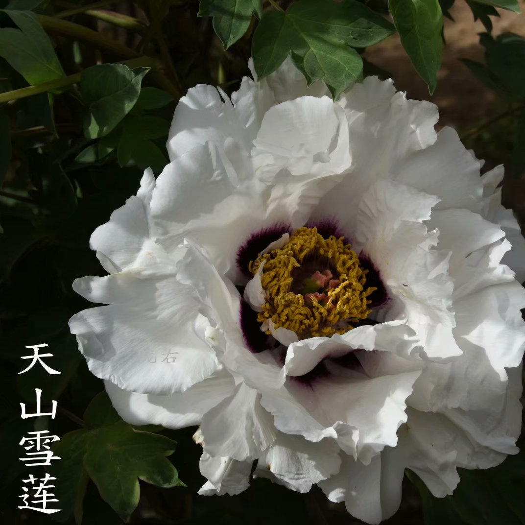 Xue-Lian Xue Lian - Pilt 1